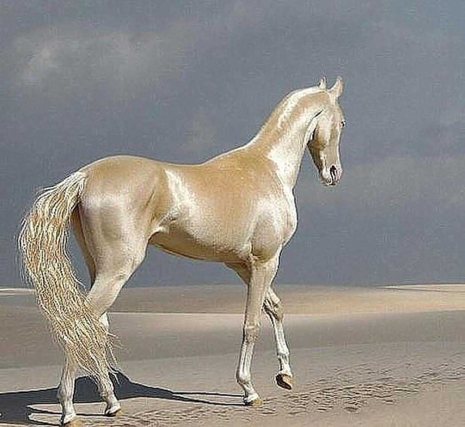 Самая красивая лошадь в мире черный жеребец Фридрих Великий