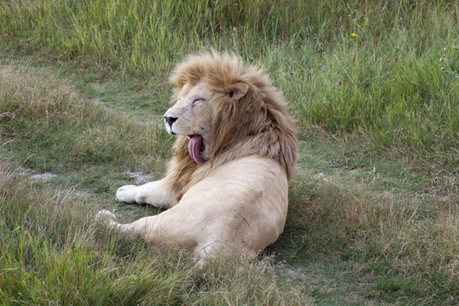 Лев (Panthera Leo)