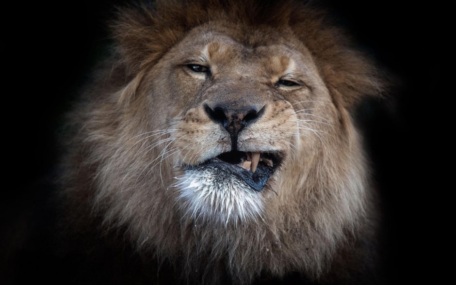 Lion Сенегальский Лев