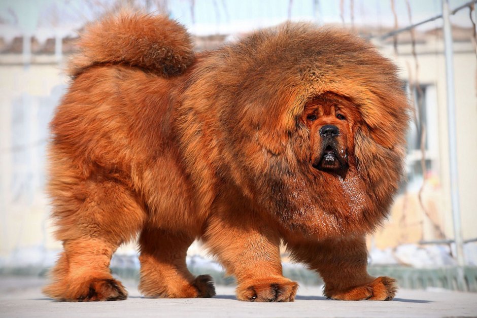 Амирхан белый Лев