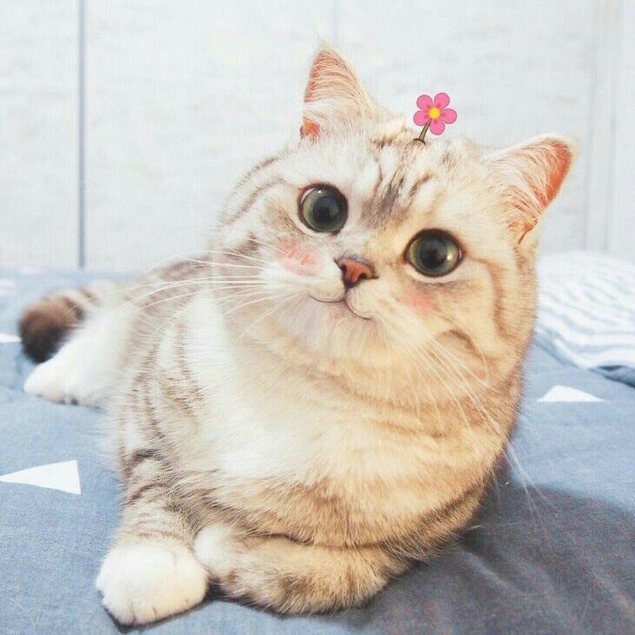 Желтый котенок