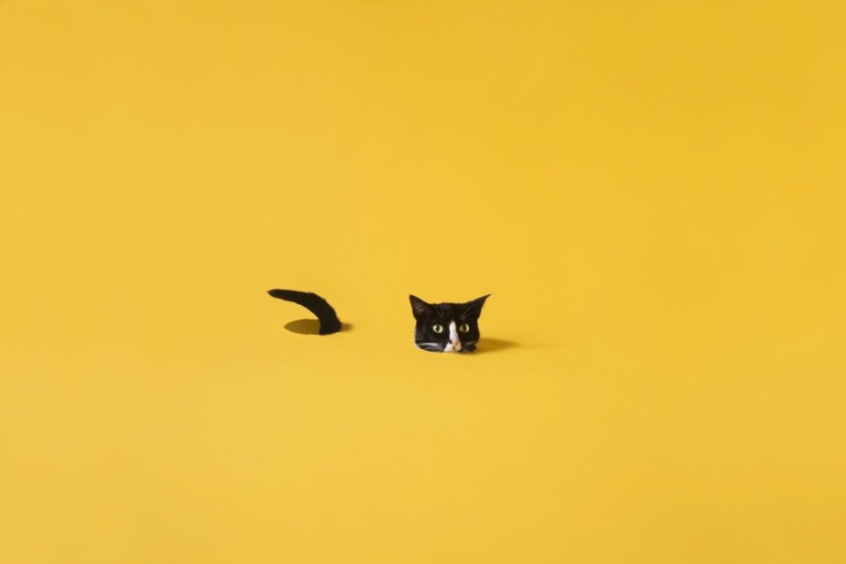 Котик на желтом фоне