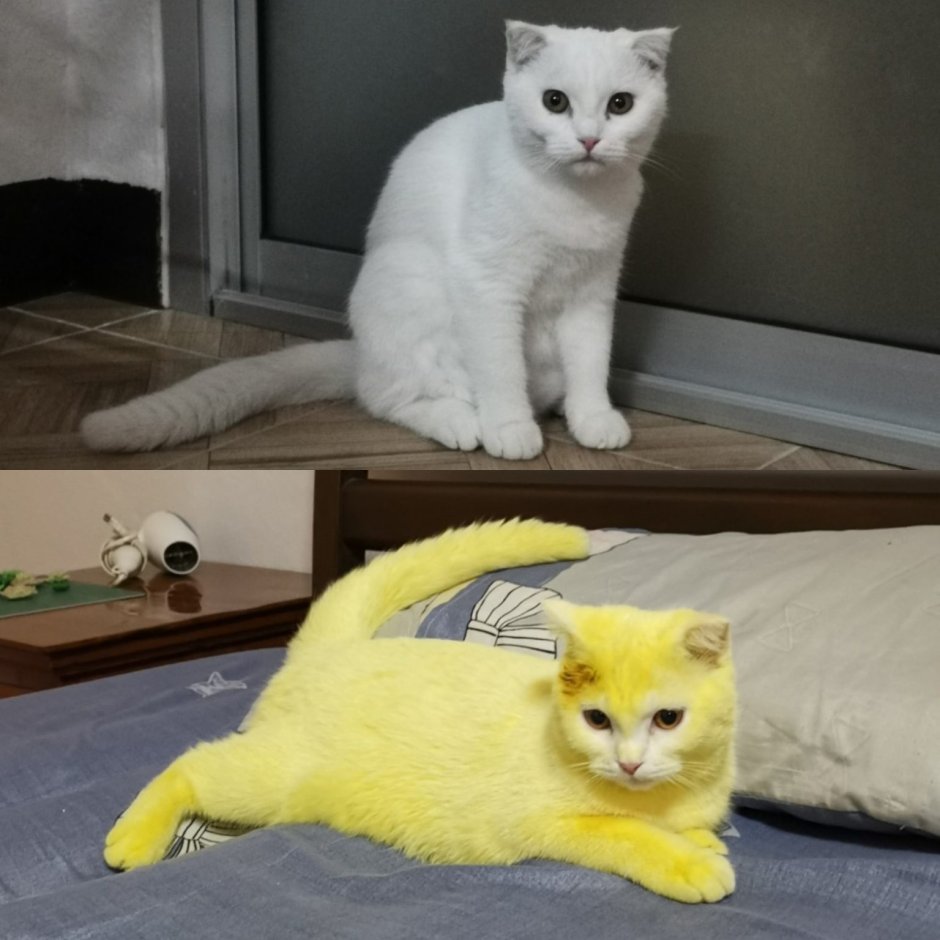 Желтый кот