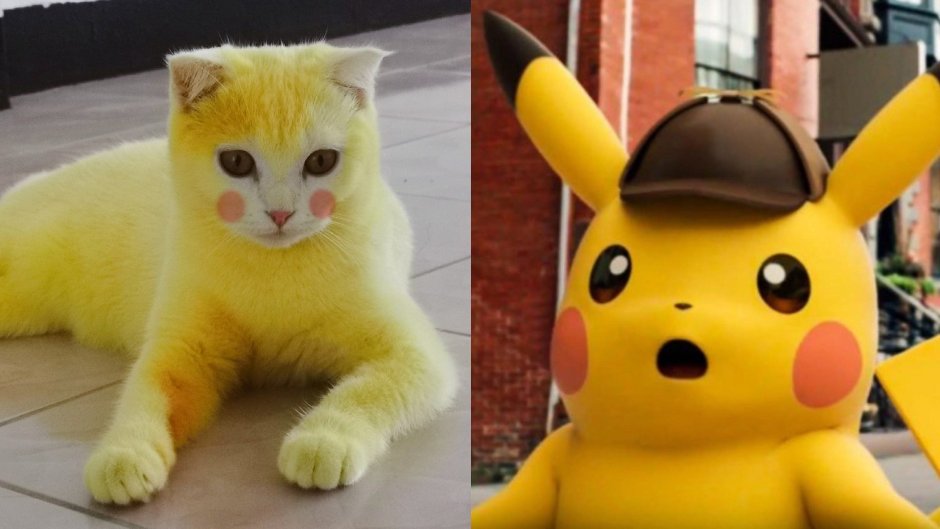 Желтый кот Пикачу