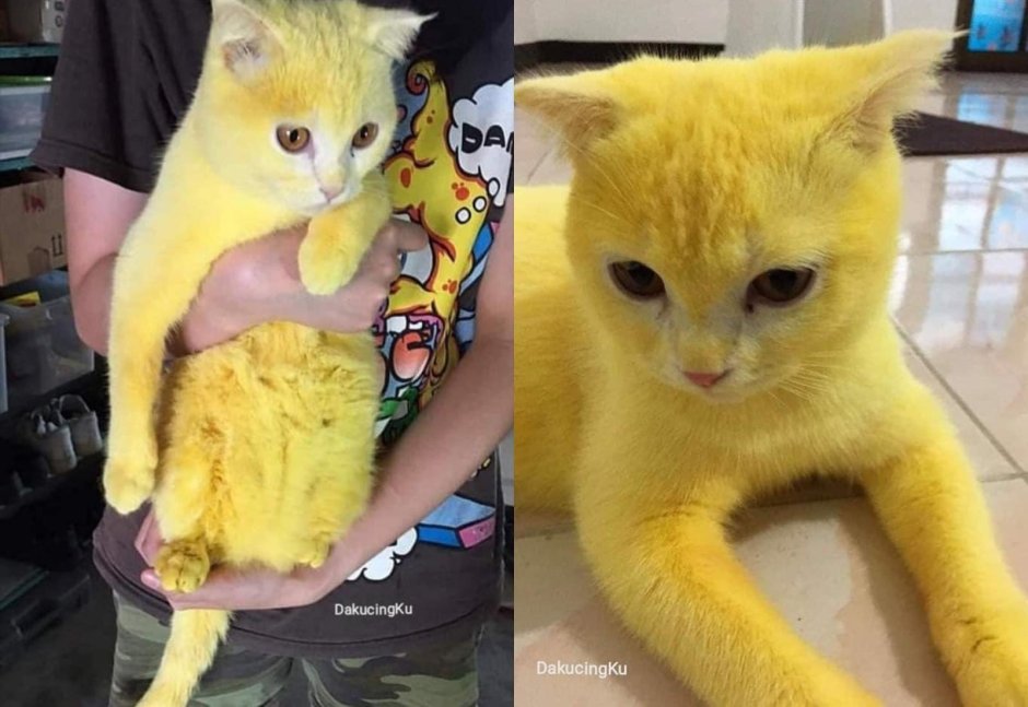 Желтый кот Пикачу