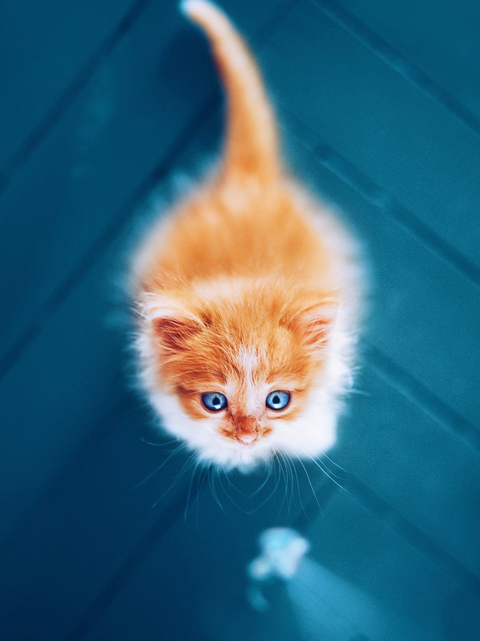 Рыжий котенок на голубом фоне
