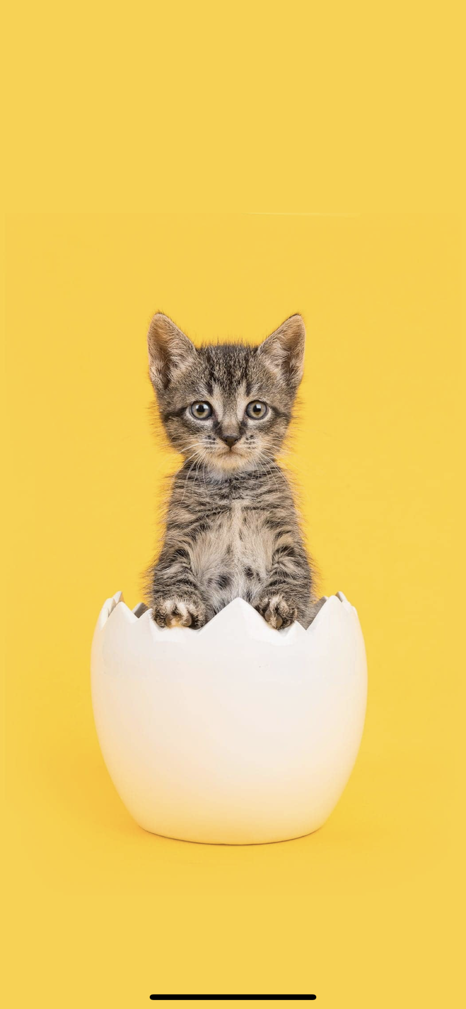 Котенок в скорлупе