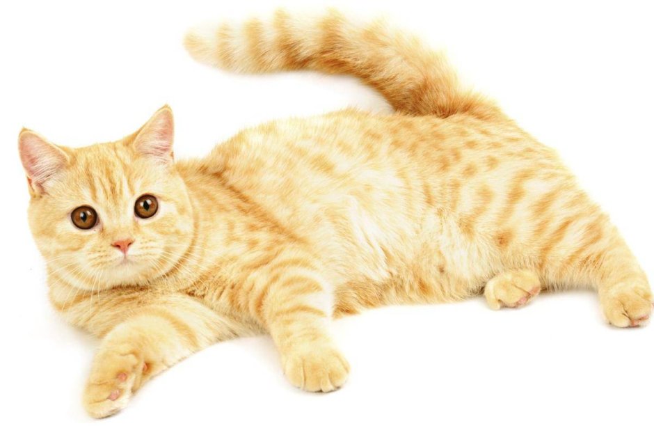 Смешные котята
