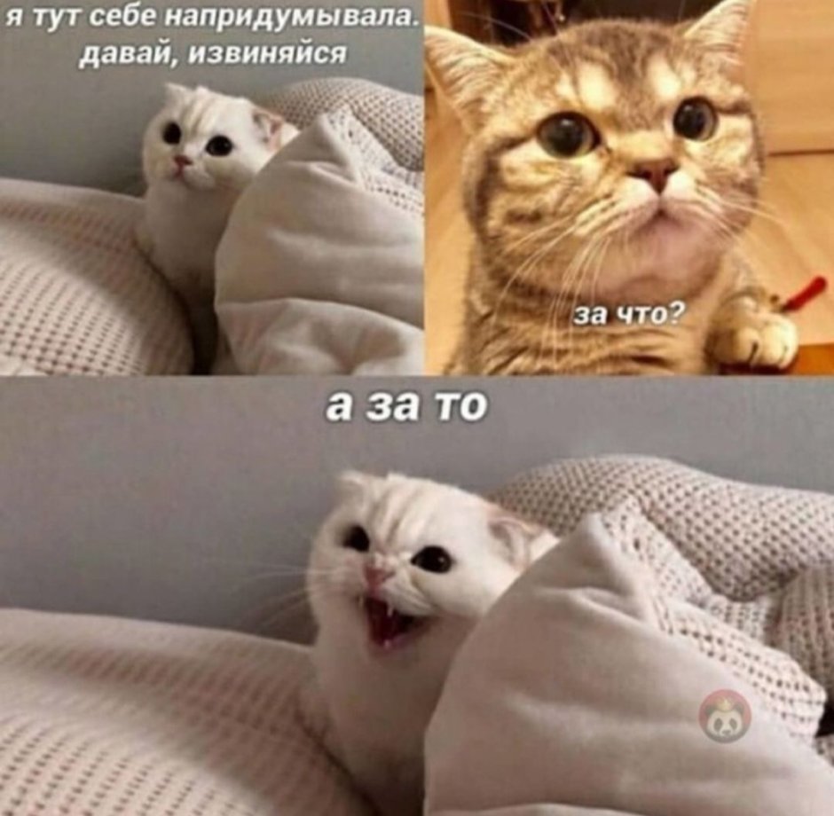 Даже самое маленькое из кошачьих совершенство