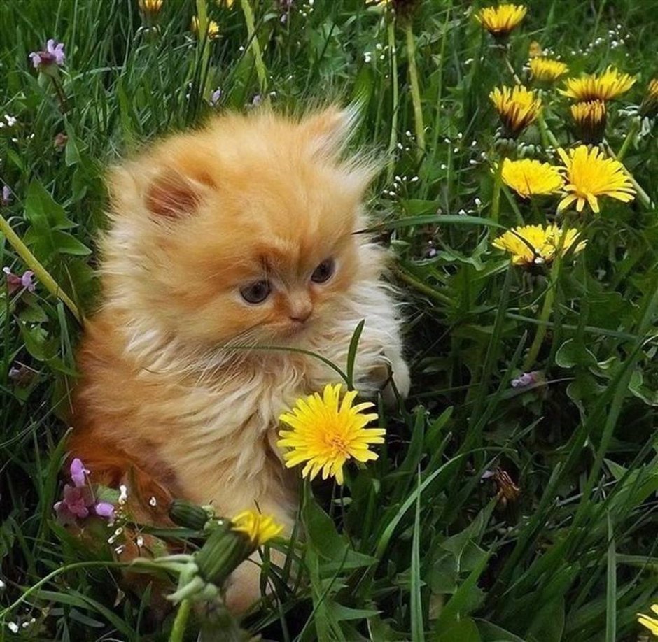 Котики из инстаграмма
