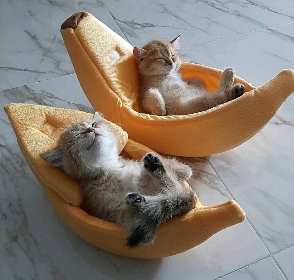 Шапочка котика