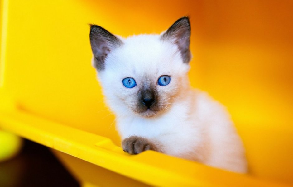 Сиамская кошка