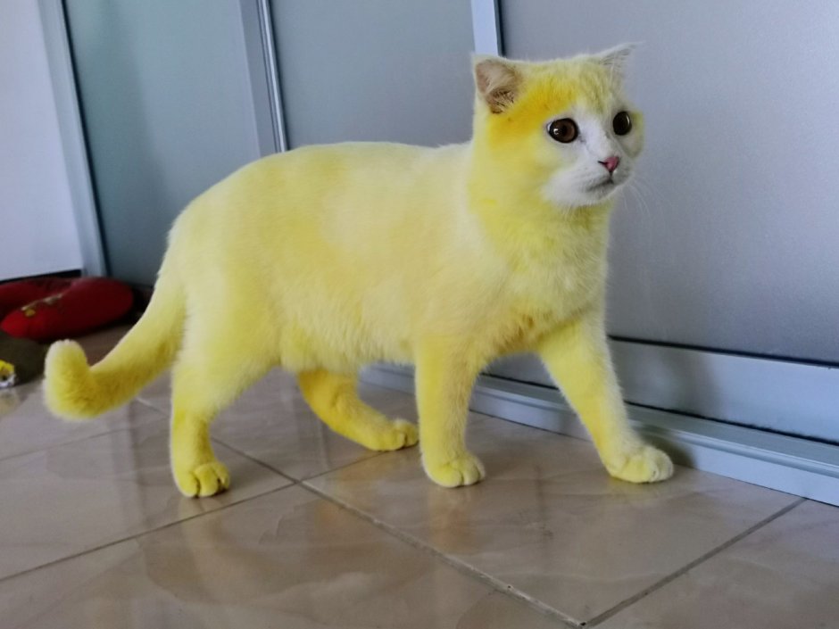 Кот желтого цвета