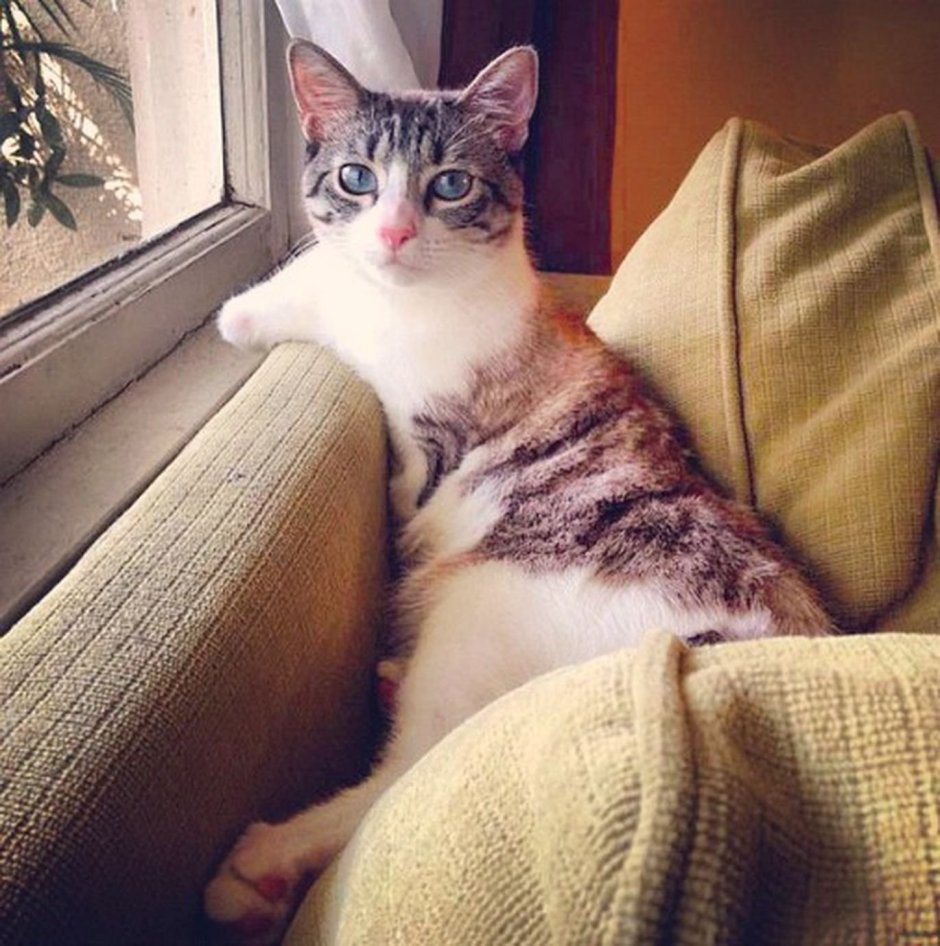 Утренний котик