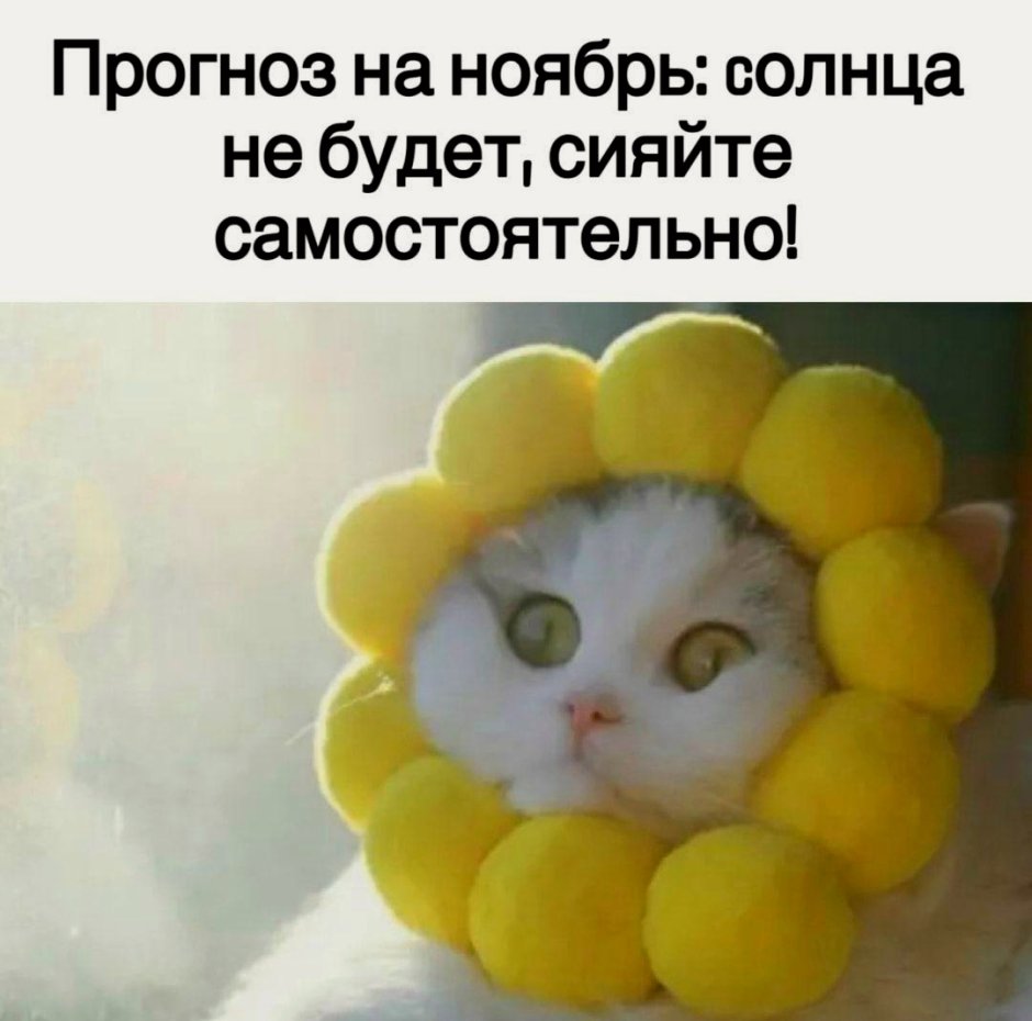 Кошка Рэгдолл голубоглазый