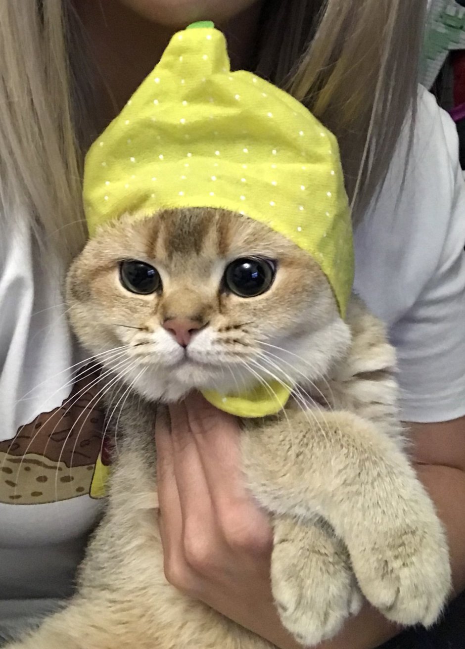 Играющий котенок на спине