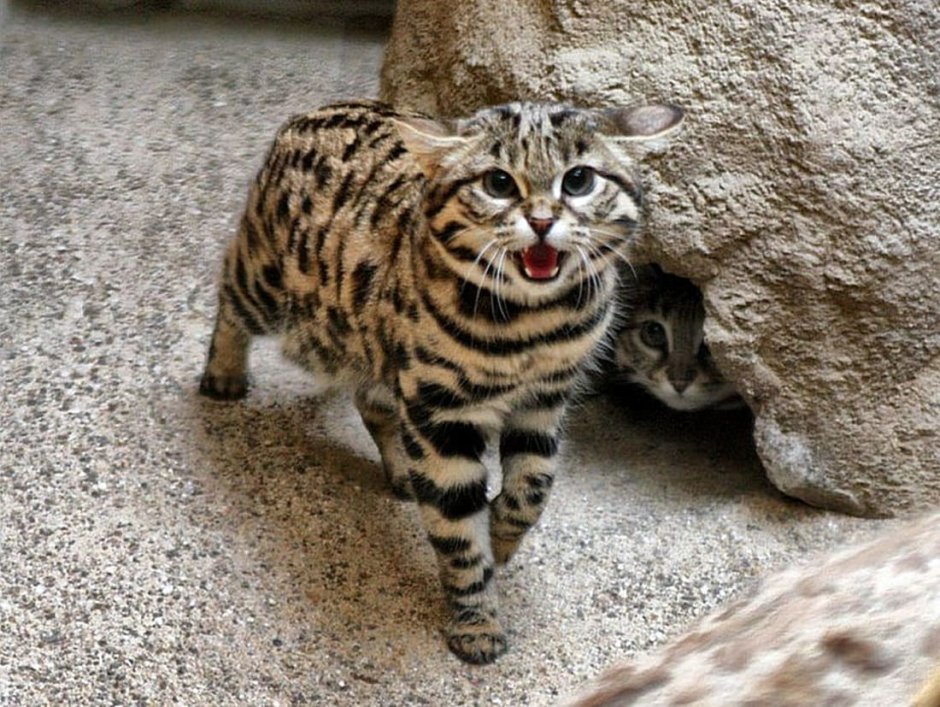 Порода черноногая кошка