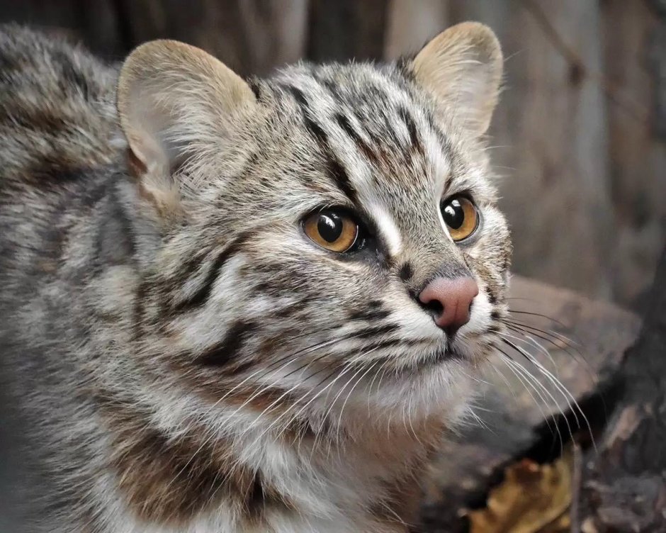 Дальневосточный Лесной кот (Prionailurus bengalensis euptilurus)