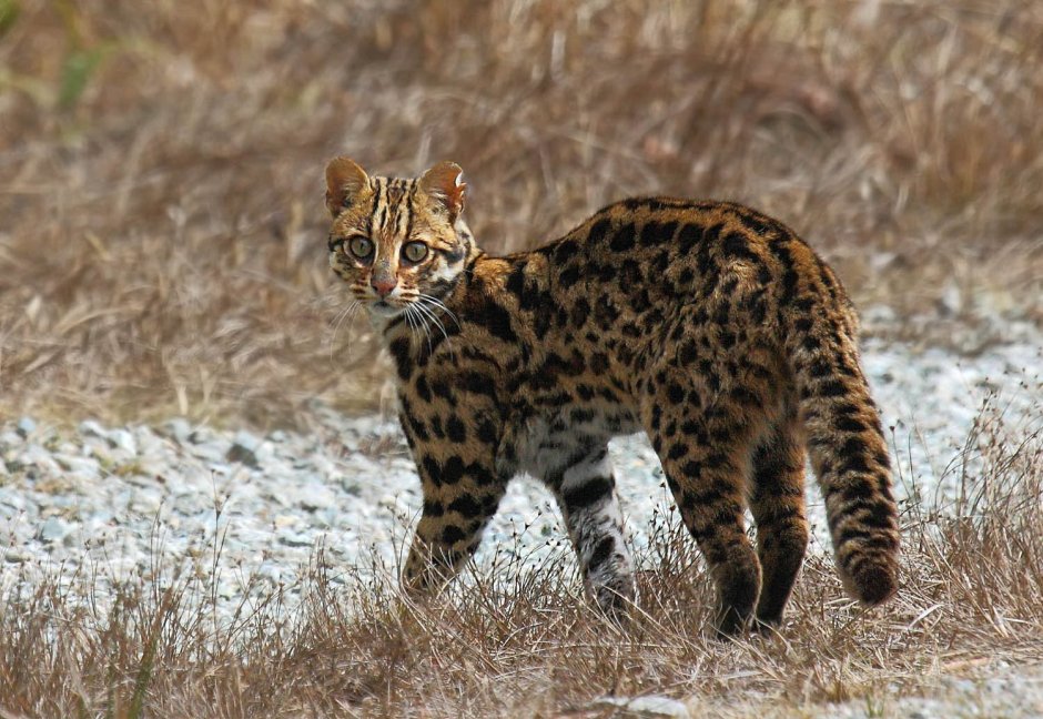 Азиатская леопардовая кошка