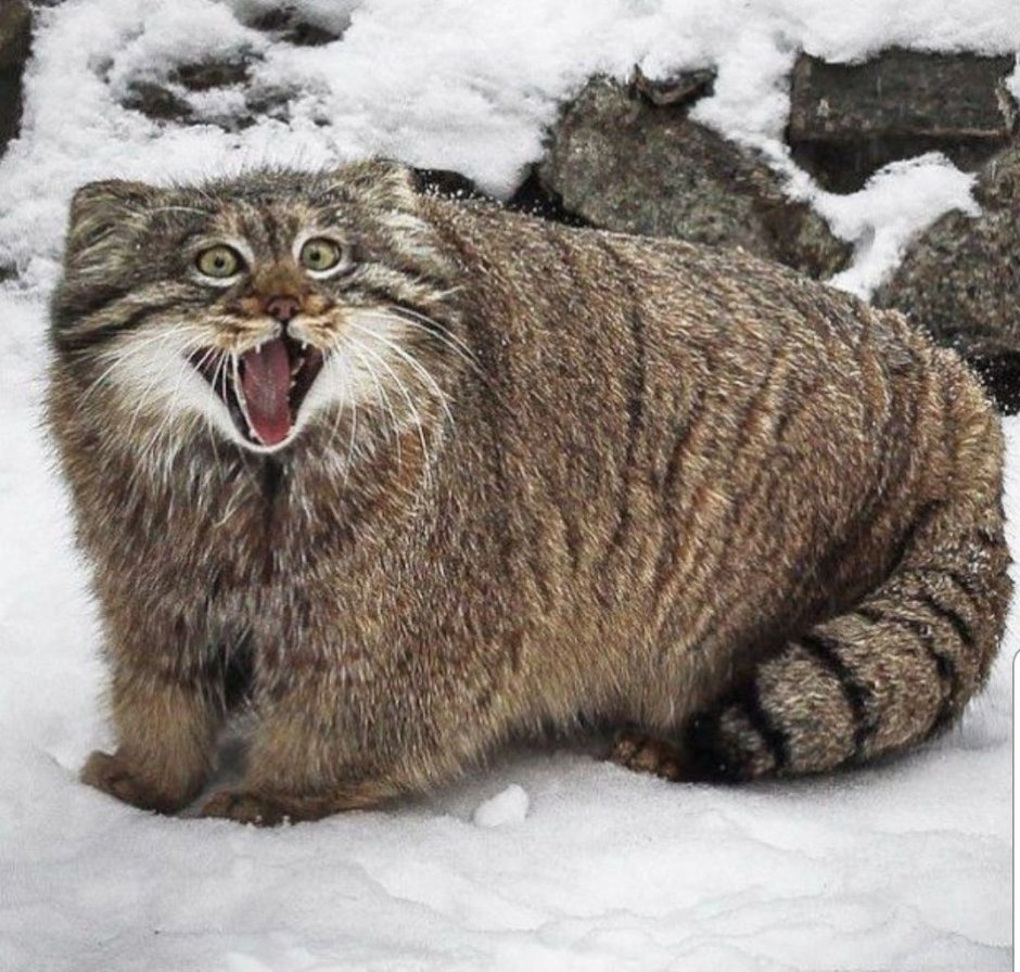 Лесной кот Манул