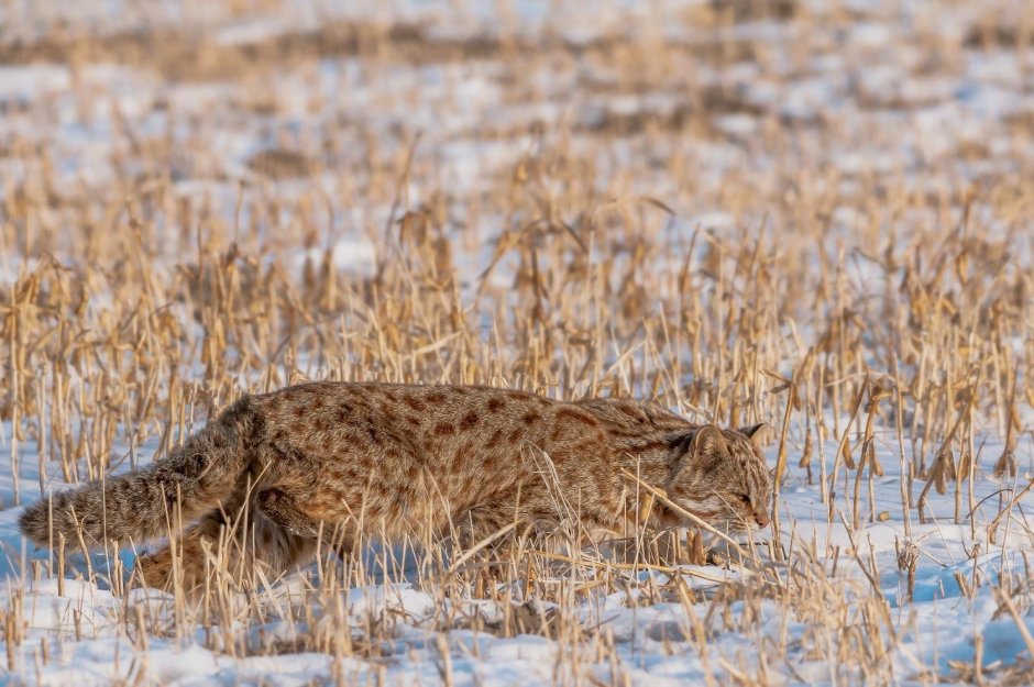Амурский камышовый кот