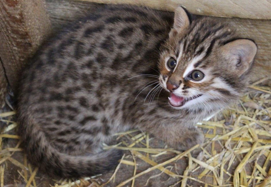 Дальневосточный Лесной кот (Prionailurus bengalensis euptilurus)