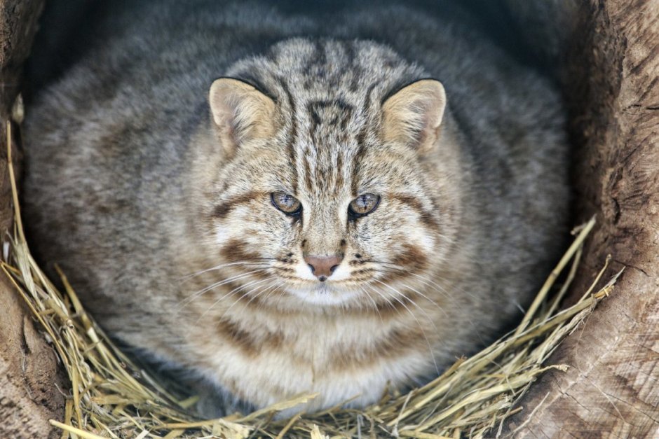 Амурский Лесной кот