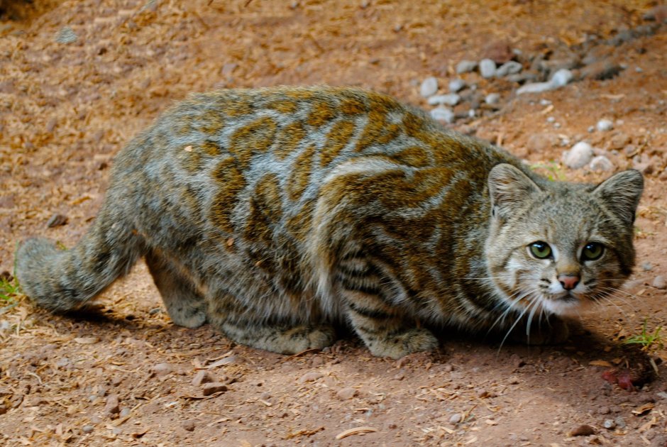 Leopardus Jacobitus