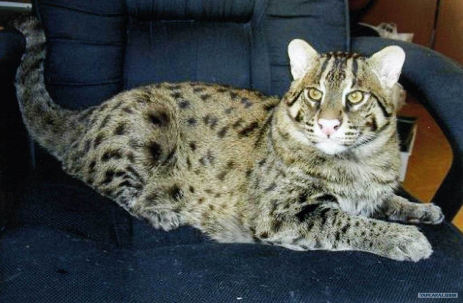 Сибирский камышовый кот домашний