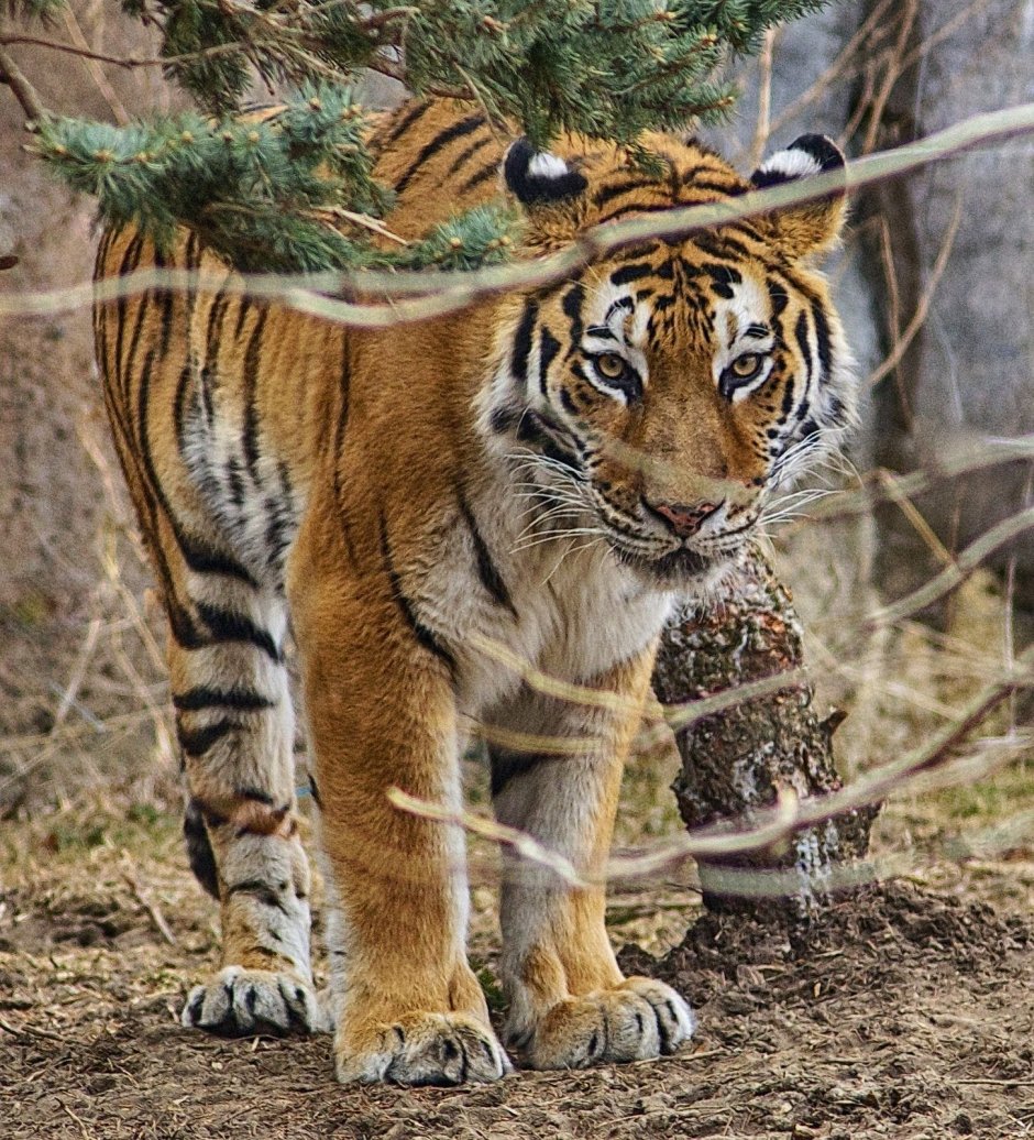 Тигр и птица