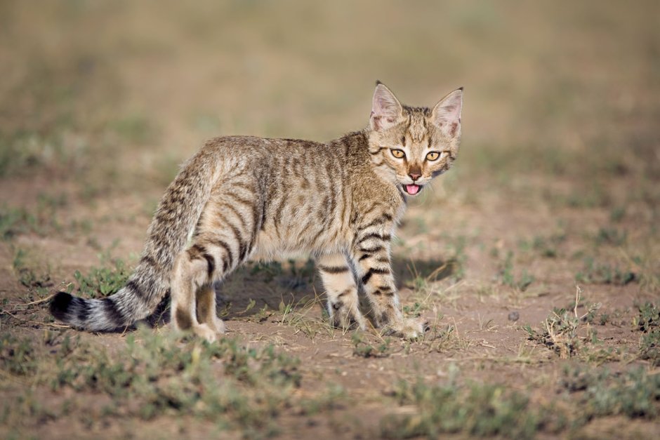Степной кот Felis Silvestris lybica
