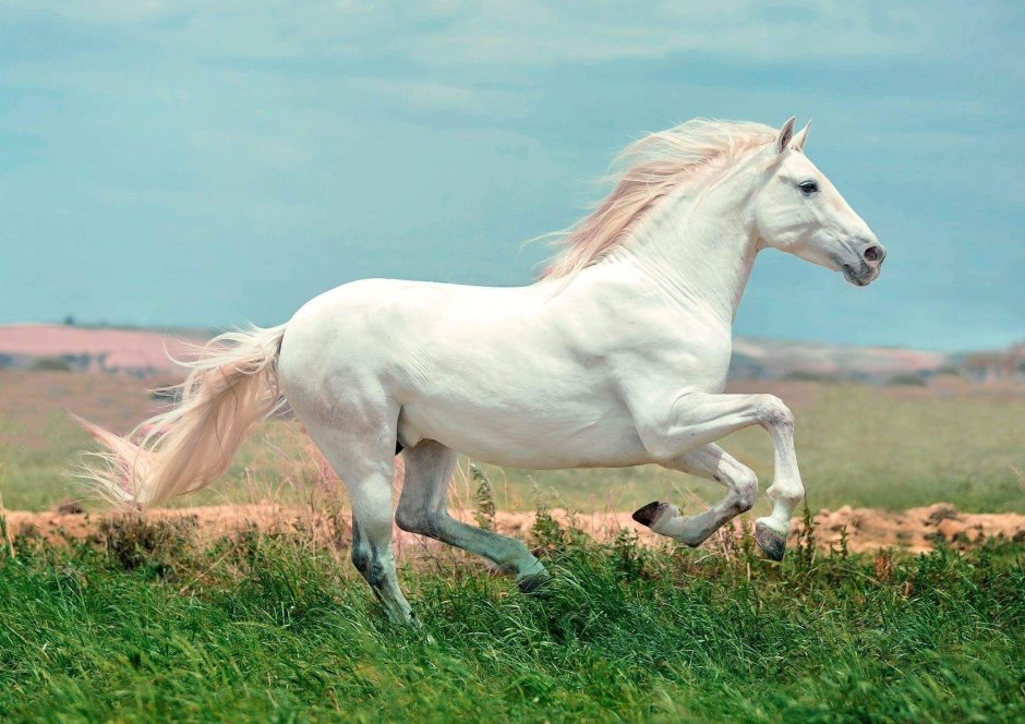 Белая лошадь