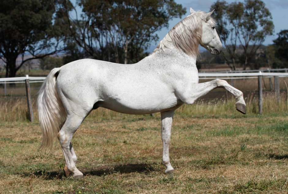 Perlino Andalusian
