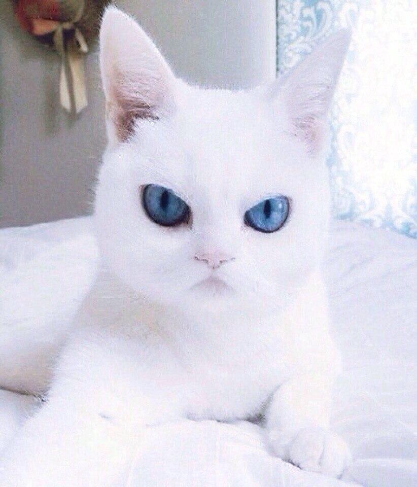 Белый кот злится