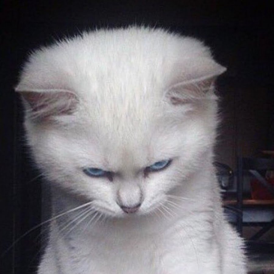 ПЕННИВАЙЗ В виде кота