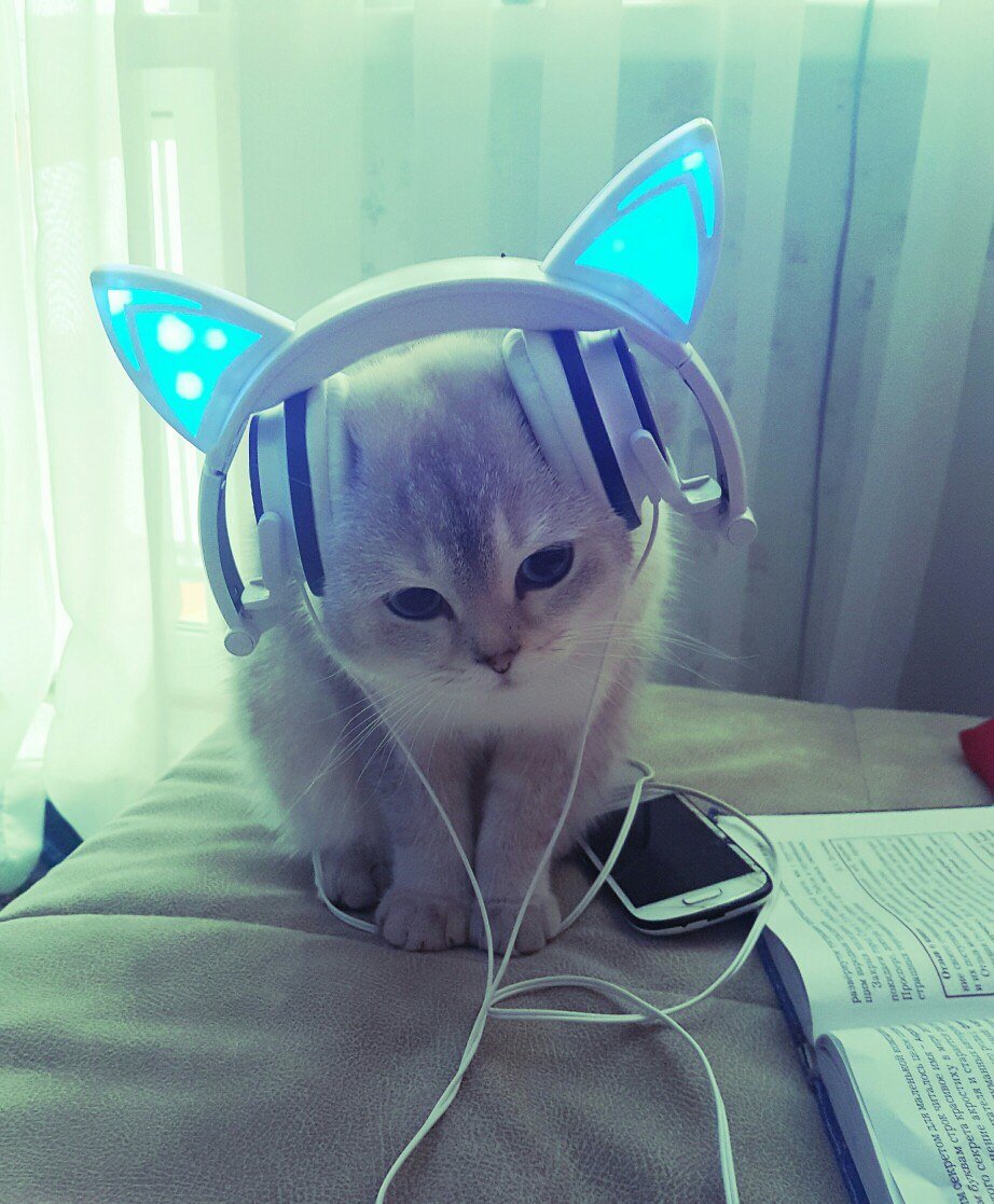 Котик в наушниках