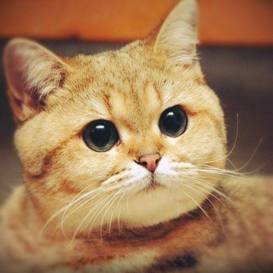 Прикольный кот