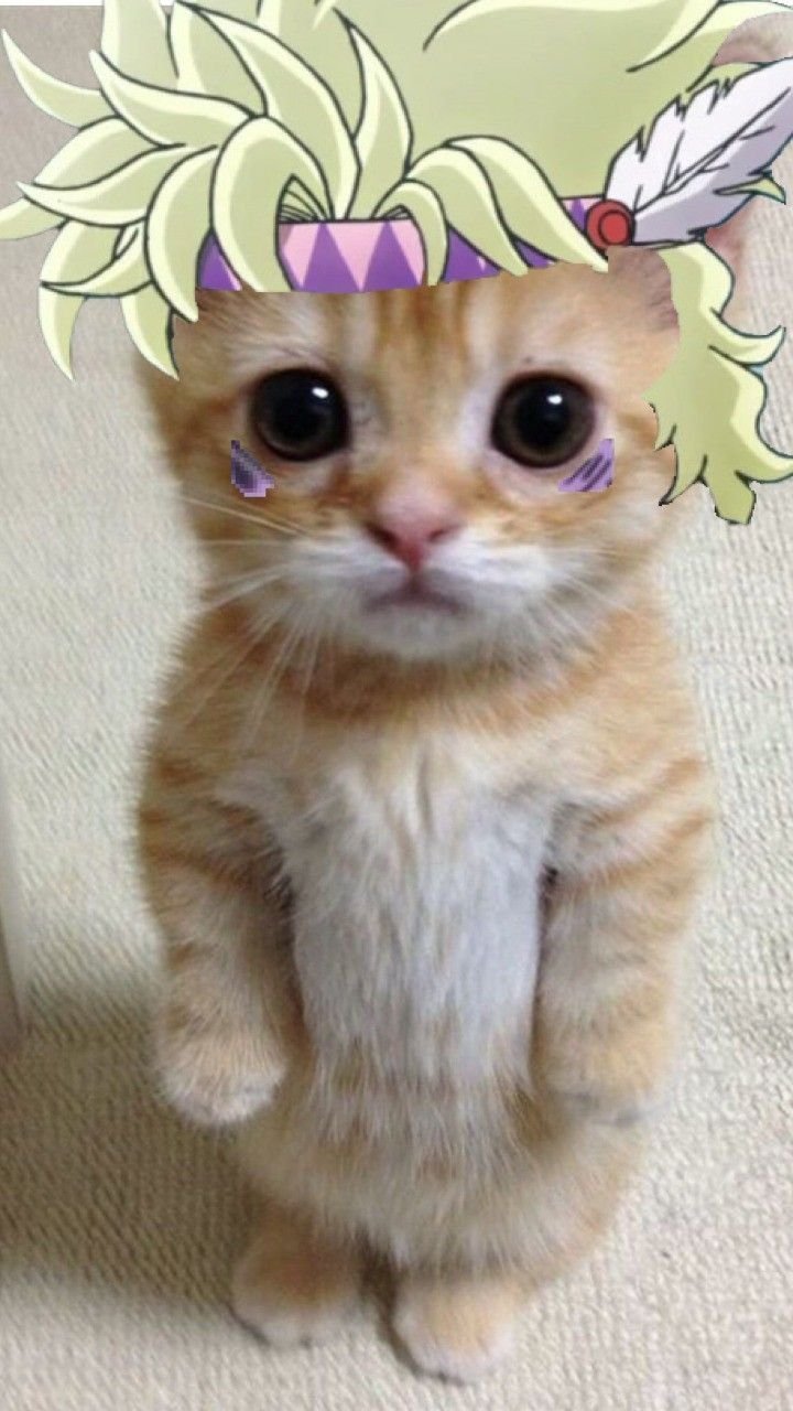 Милые котики из мемов