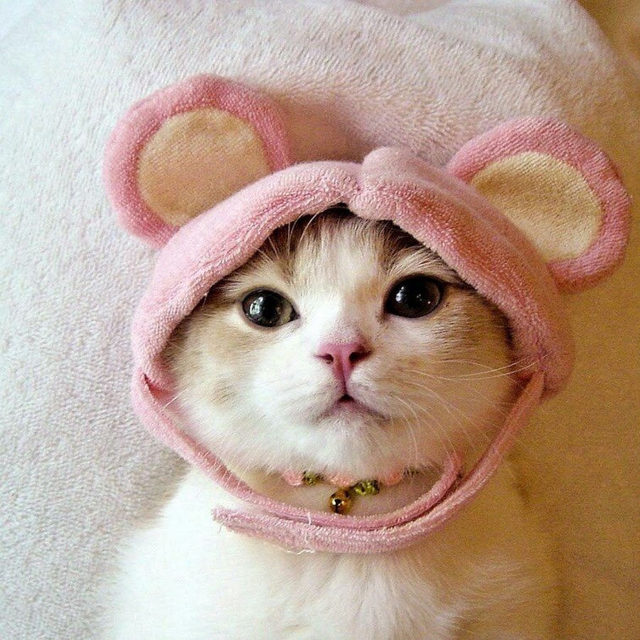 Милые котики в шапочках лягушки