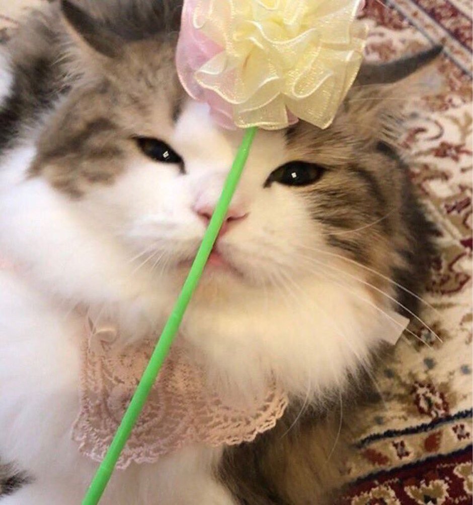 Котики Эстетика