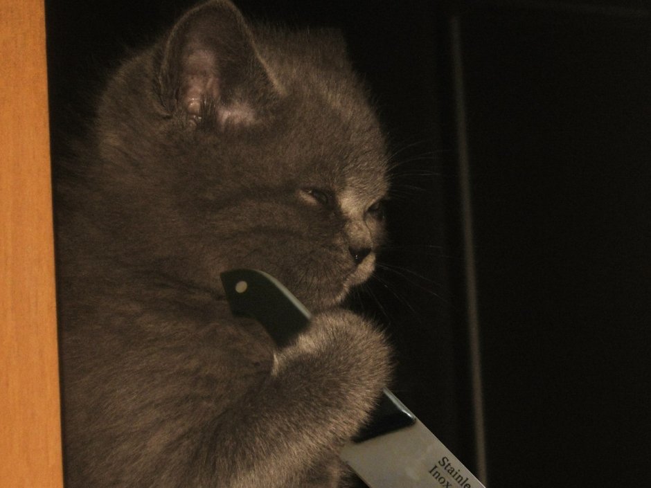 Кот угрожает