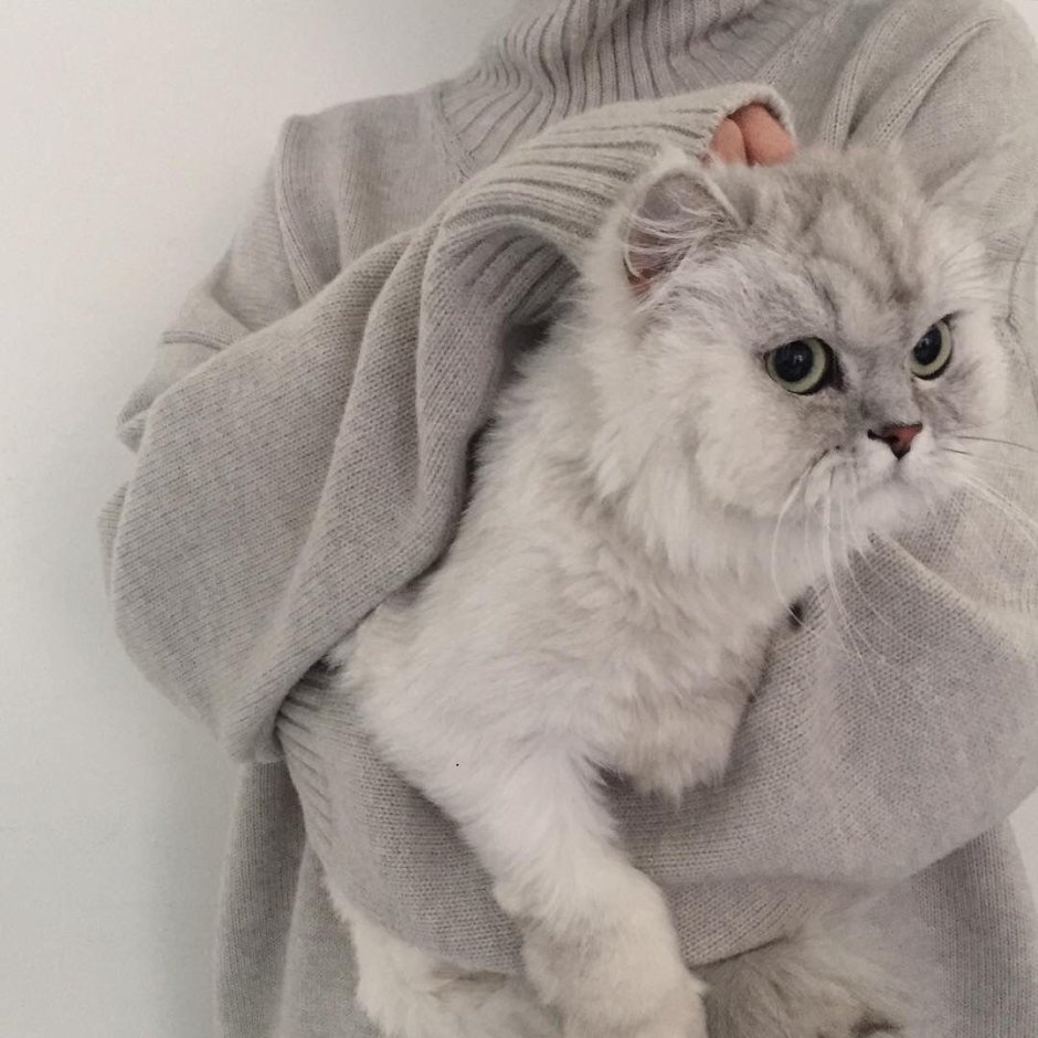 Коты с сердечками над головой