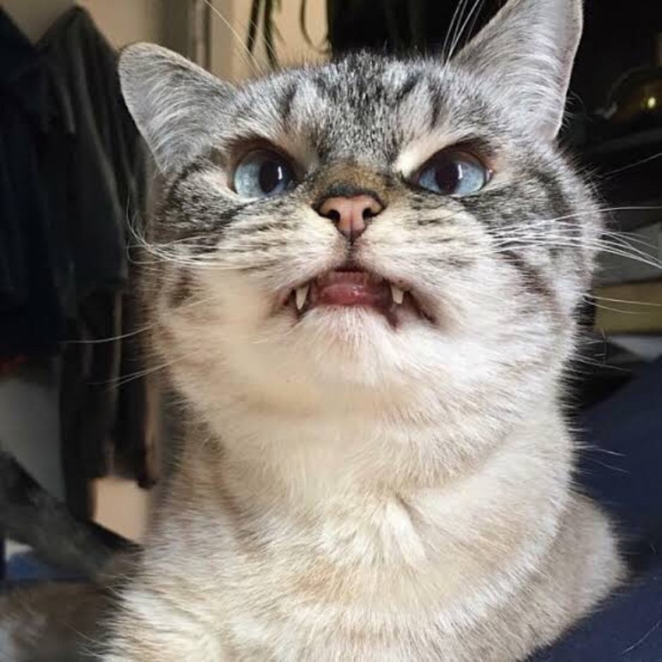 Милый котик в шапке