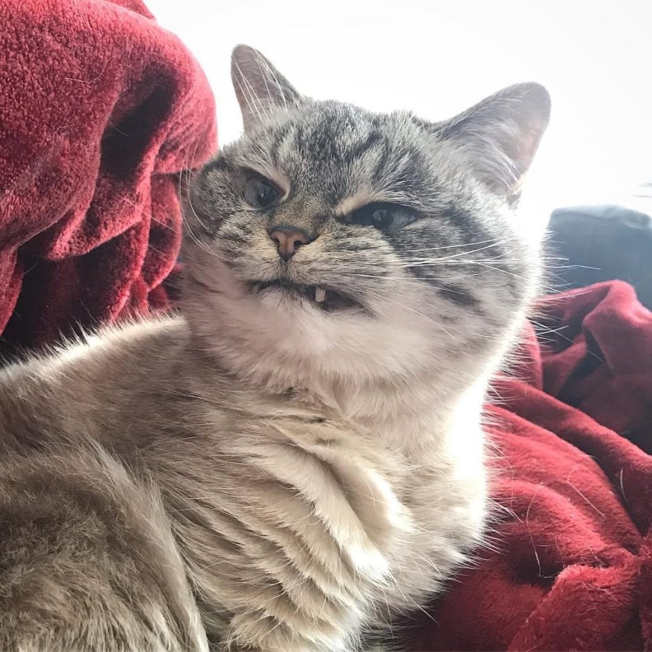 ПОТНАЯ кошка