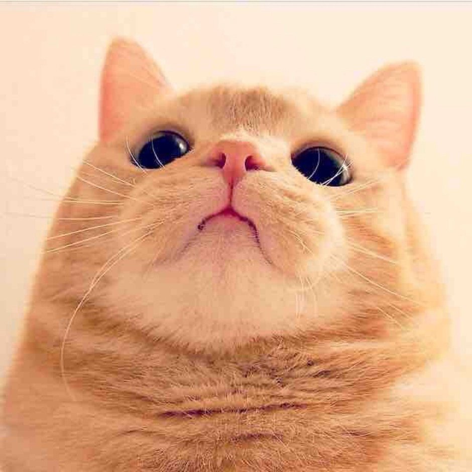 Котик в банане