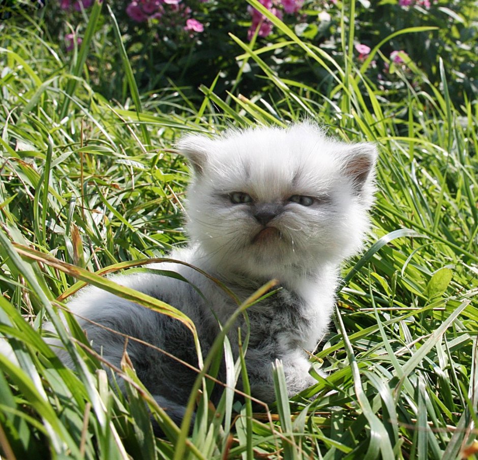 Котенок Мем