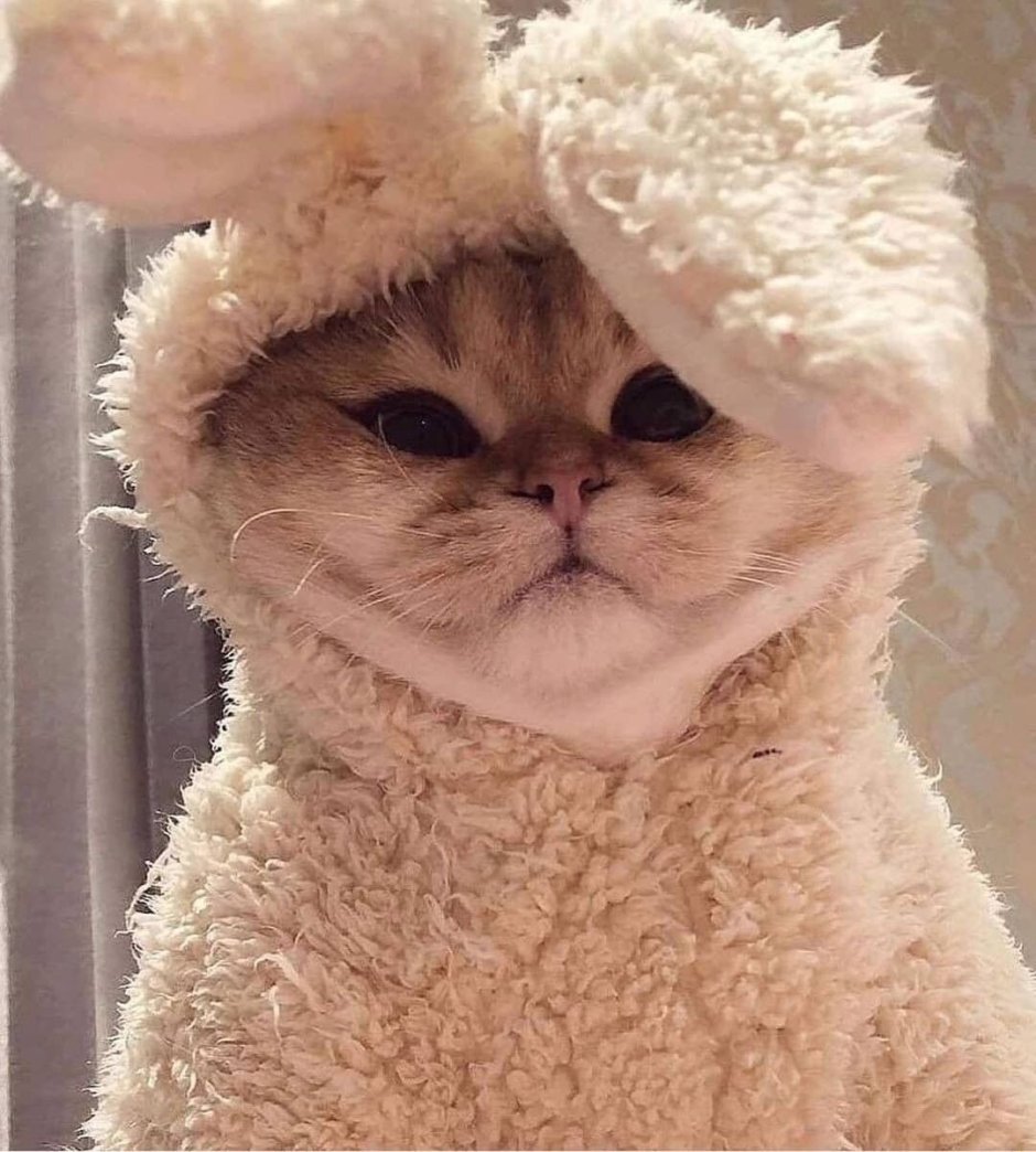 Кот с ушами зайца