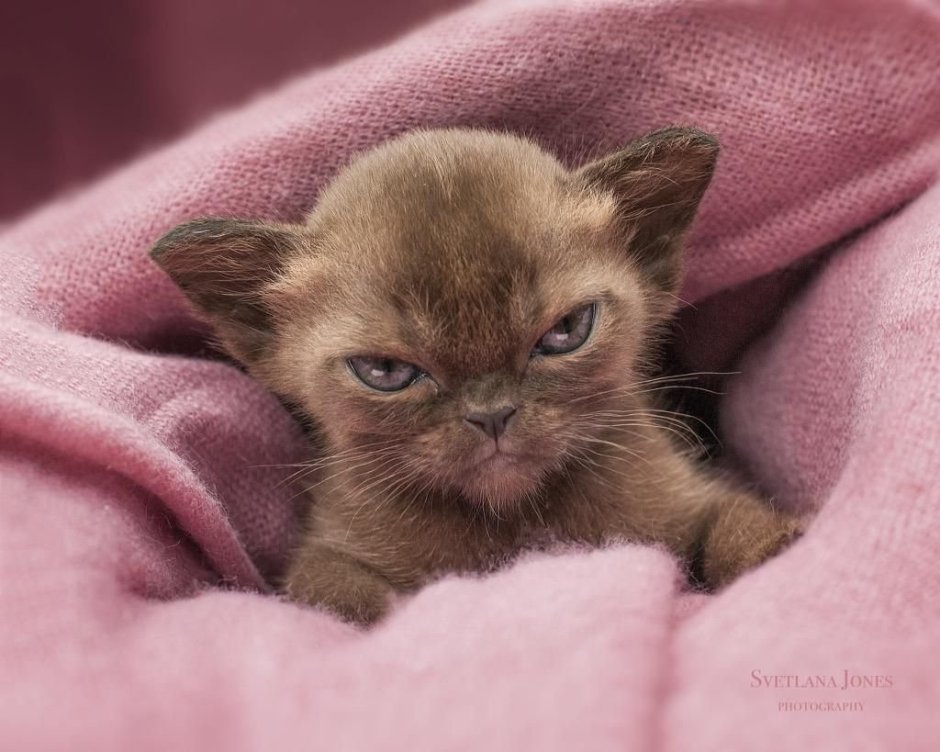 Кот с сердечками над головой