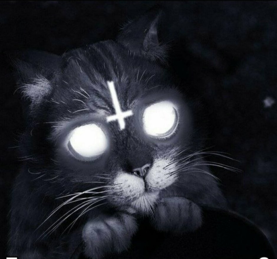 Кот сатанист