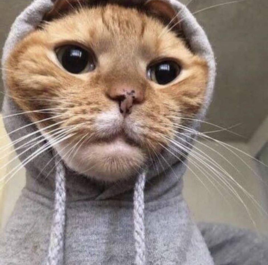 Мемные коты